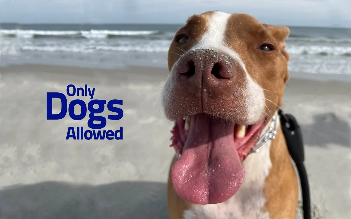 This image captures a joyful dog in the foreground, with the ocean stretching into the distance behind and the text 'Only Dogs Allowed' providing a playful note. The outdoor coastal setting is sunny and welcoming, emphasizing a direct connection with nature.